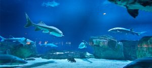 deep-sea-world-and-the-kelpies-thorne-experience