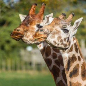 Go Wild At Blair Drummond Safari Park Thorne Travel Experience (3)