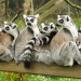 Edinburgh City and Five Sisters Zoo School Holidays Thorne Travel Experience (1)