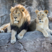Edinburgh City and Five Sisters Zoo School Holidays Thorne Travel Experience (2)